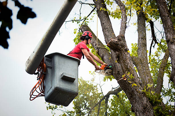 Emergency Storm Tree Removal in Augusta, AR